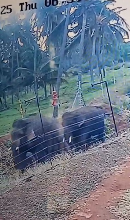 விவசாய நிலங்களுக்குள் பகலிலும் உலாவரும் காட்டு யானைகள்